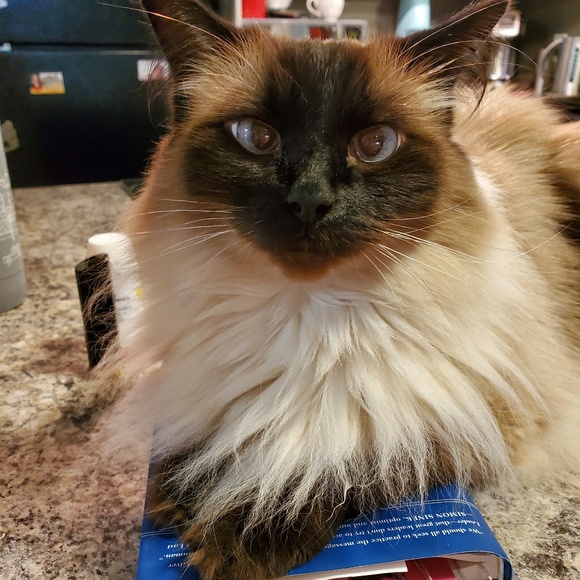 Meet your Posher, Kristen - Picture 2 of 2